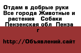 Отдам в добрые руки  - Все города Животные и растения » Собаки   . Пензенская обл.,Пенза г.